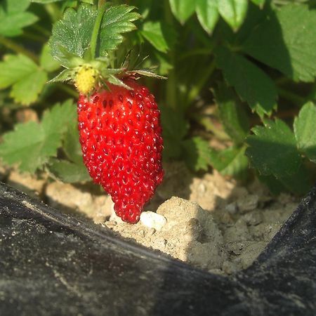 Rifugio Alpi Apuane Otel Careggine Dış mekan fotoğraf